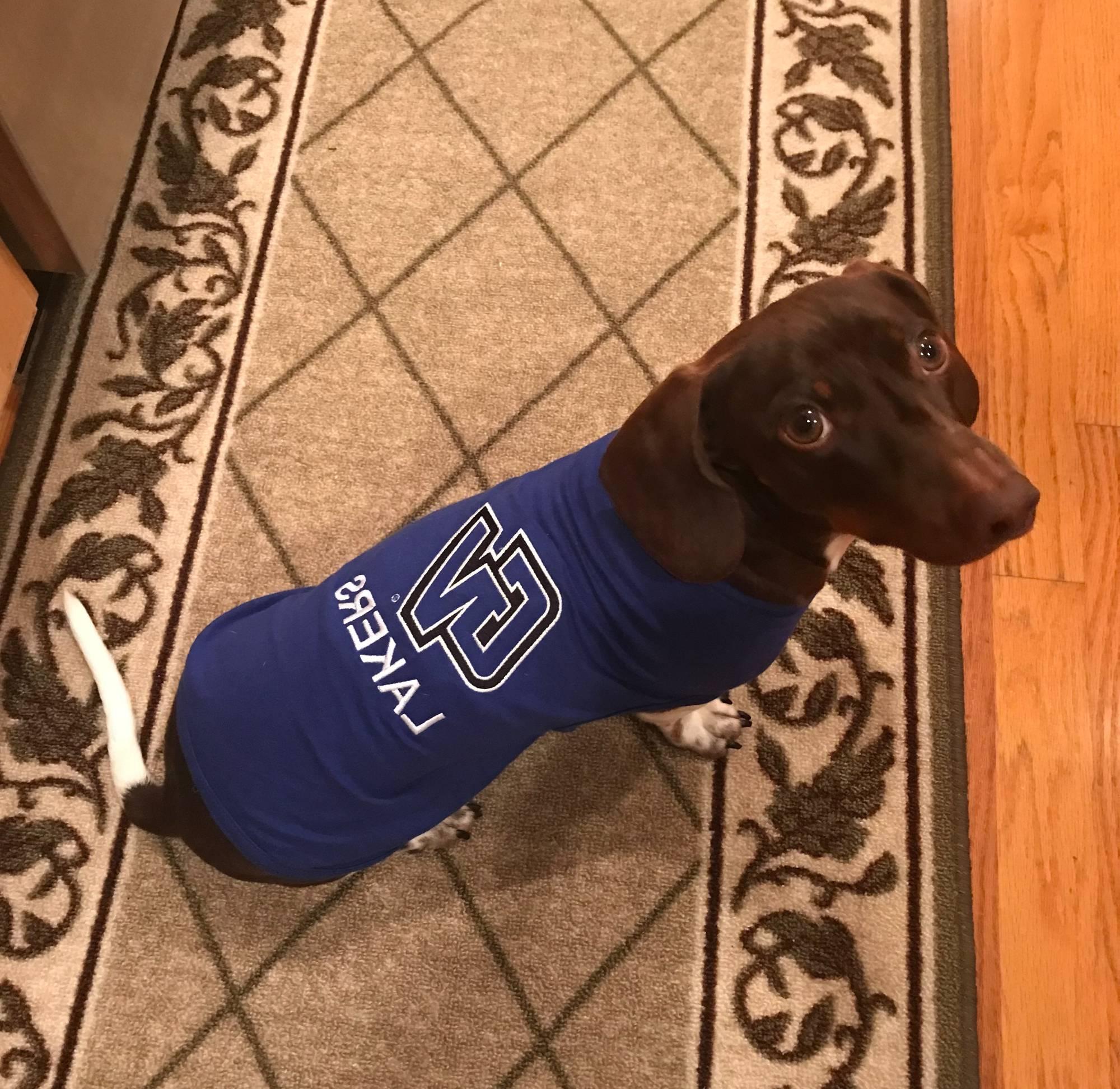 Odie the Laker dog